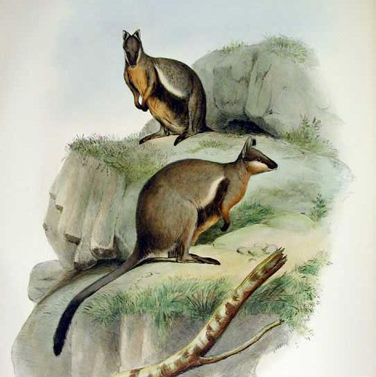 By John Gould - John Gould, F.R.S., Mammals of Australia, Vol. II Plate 42, London, 1863 /